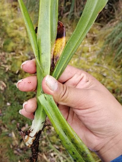 Gomphichis plantaginifolia, photographed by Alfredo F. Fuentes Claros