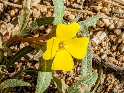 Camissoniopsis pallida