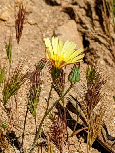 Calycoseris parryi, photographed by James Fowler