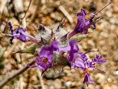 Salvia carduacea