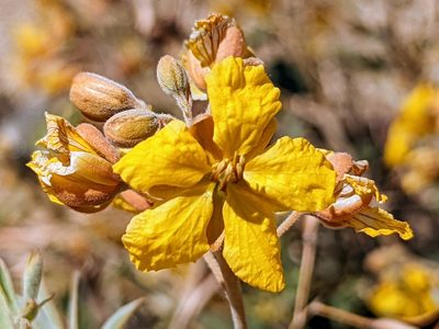 Senna covesii, photographed by James Fowler