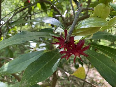 Illicium floridanum