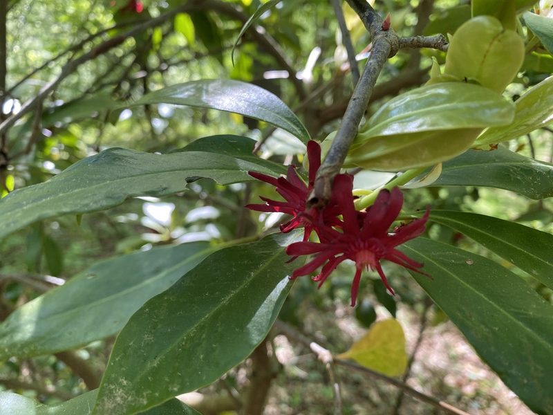 Illicium floridanum, photographed by Stephen Ramsden