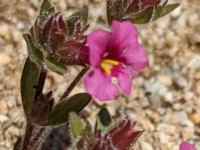 Diplacus fremontii, photographed by James Fowler