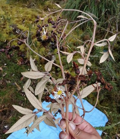 Munnozia foliosa, photographed by Alfredo F. Fuentes Claros