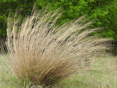 Panicum virgatum, photographed by saltyhiker