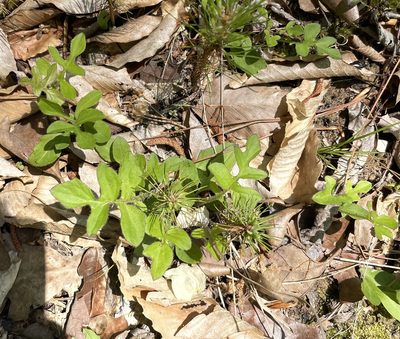 Nabalus serpentaria, photographed by Becky Dill