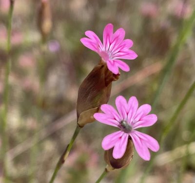 Petrorhagia dubia, photographed by Irene