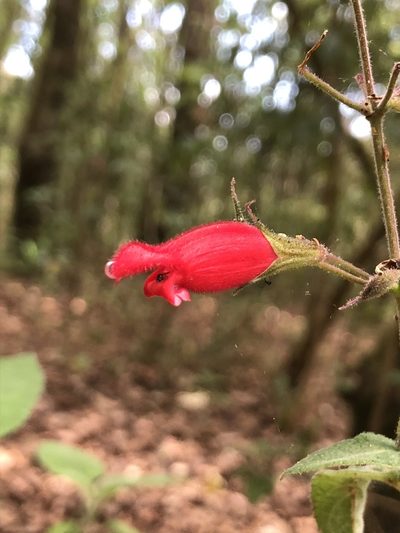 Salvia karwinskii, photographed by Skjold Søndergaard