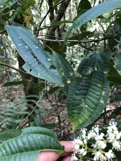 Miconia glaberrima, photographed by Skjold Søndergaard