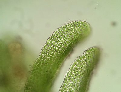 Gyroweisia tenuis, photographed by George Greiff