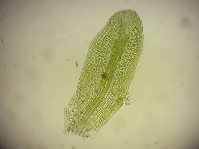 Gyroweisia tenuis, photographed by George Greiff