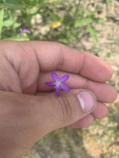 Triodanis lamprosperma, photographed by laneneely