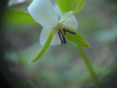 Trillium rugelii, photographed by Sam Taylor