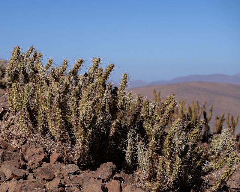 Miqueliopuntia miquelii, photographed by Nicolás Villaseca Merino
