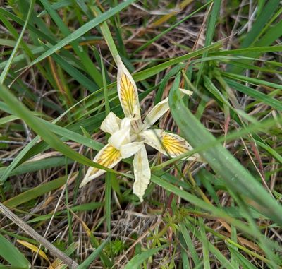 Iris chrysophylla, photographed by Logan J.L. Bradley