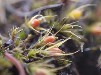 Pleuridium acuminatum, photographed by Randal