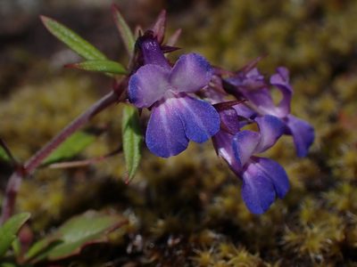 Collinsia grandiflora, photographed by Randal