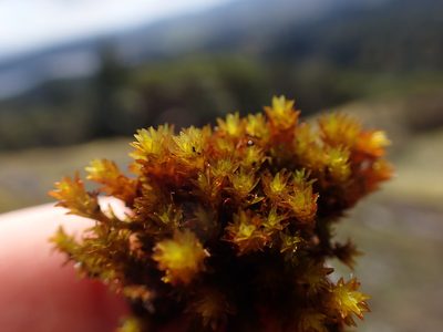 Codriophorus mollis, photographed by Randal