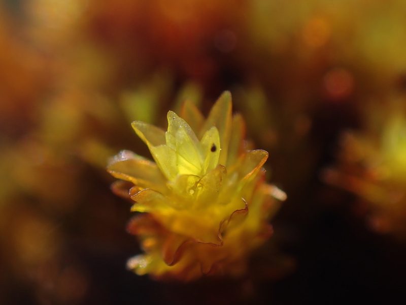 Codriophorus mollis, photographed by Randal