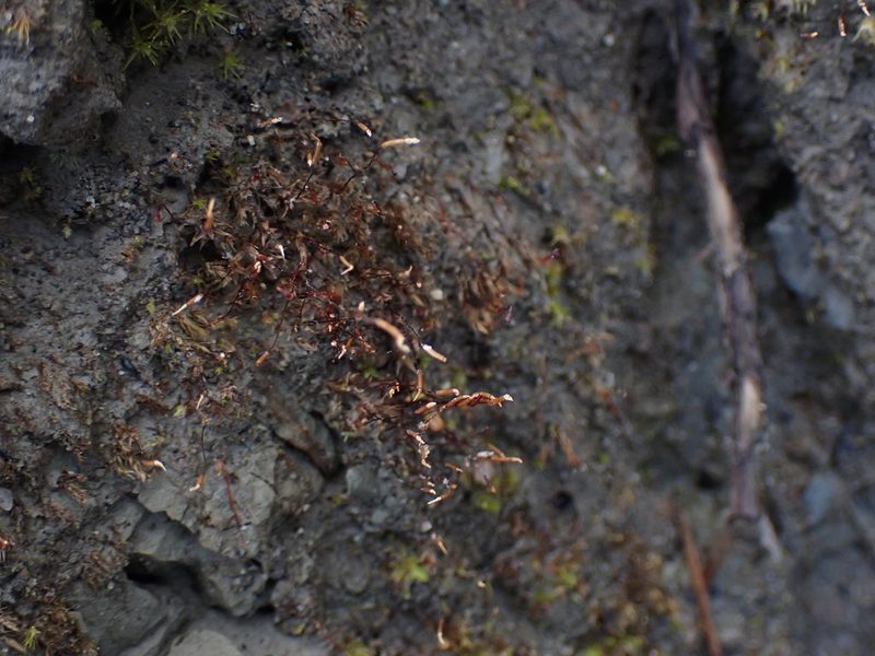 Tortula bolanderi, photographed by Randal