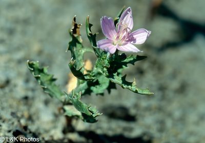 Stephanomeria runcinata, photographed by lallen