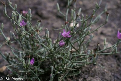 Stephanomeria runcinata, photographed by lallen