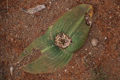 Daubenya marginata, photographed by Tony Rebelo