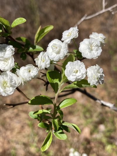 Spiraea prunifolia, photographed by er-birds