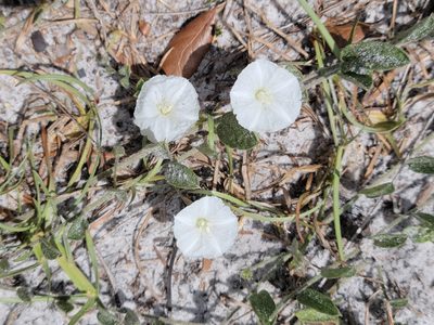 Stylisma villosa, photographed by Jay Horn