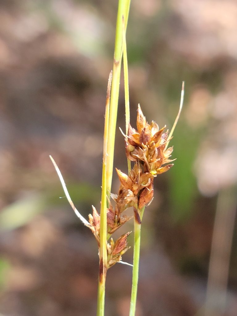 Rhynchospora intermedia, photographed by Jay Horn