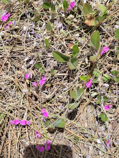 Galactia floridana, photographed by Jay Horn