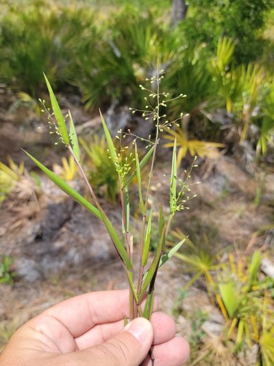 Dichanthelium patentifolium, photographed by Jay Horn