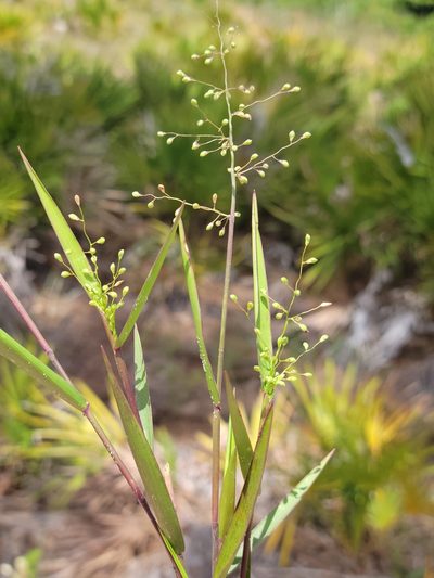 Dichanthelium patentifolium, photographed by Jay Horn