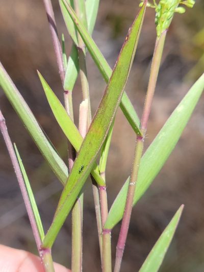 Dichanthelium patentifolium, photographed by Jay Horn