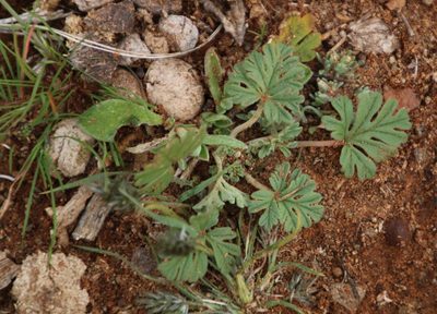 Pelargonium minimum, photographed by Tony Rebelo
