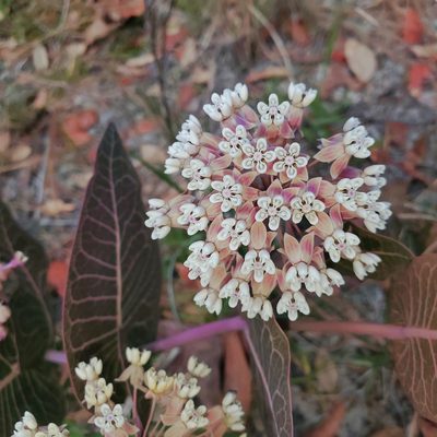 Asclepias humistrata, photographed by Laura Gaudette