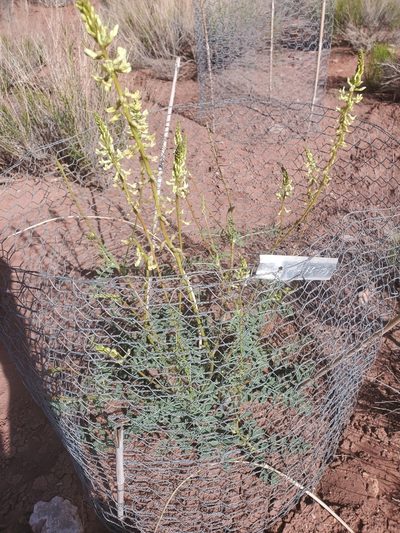 Astragalus ampullarioides, photographed by Aaron Roe
