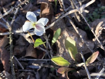 Viola lanceolata, photographed by er-birds