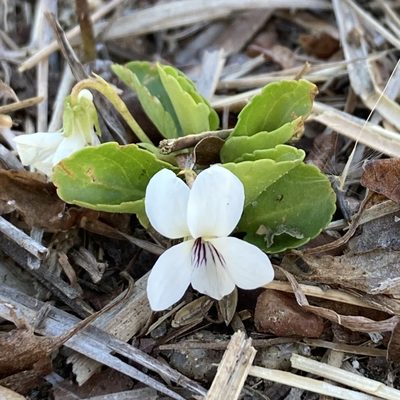 Viola primulifolia, photographed by er-birds