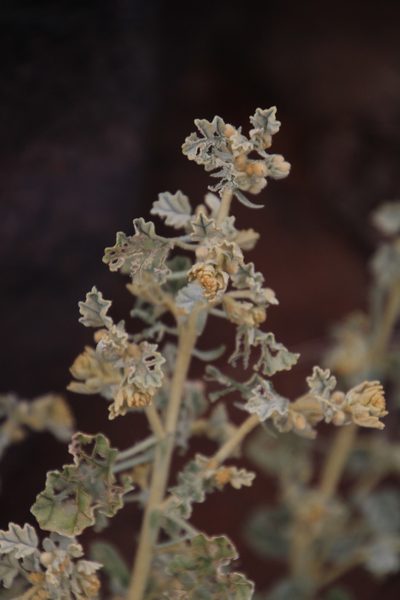 Hermannia vestita, photographed by Tony Rebelo