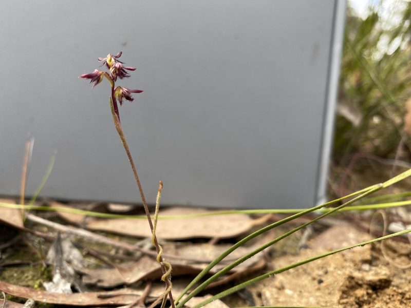 Genoplesium morrisii, photographed by John Van Den Nouwelant