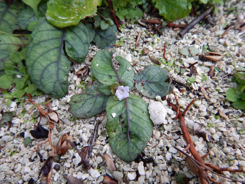 Strobilanthes alternata, photographed by Jon Sullivan
