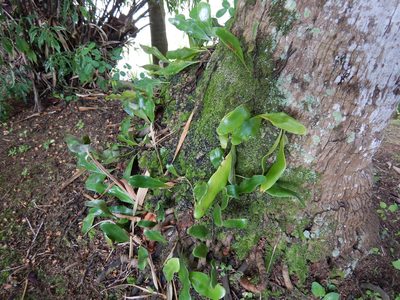 Pyrrosia serpens, photographed by Jon Sullivan