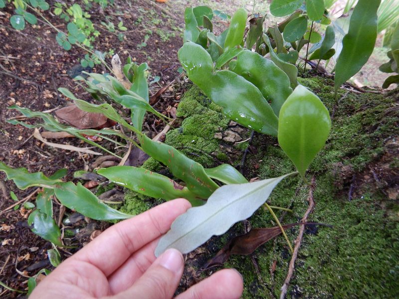 Pyrrosia serpens, photographed by Jon Sullivan