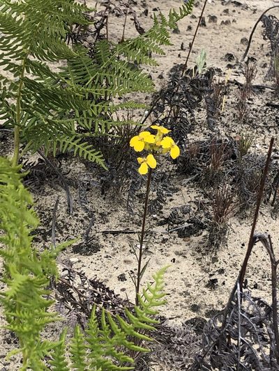 Erysimum teretifolium, photographed by Justin Paulin