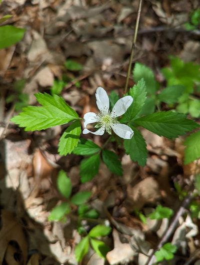 Rubus serratus, photographed by Alison Northup