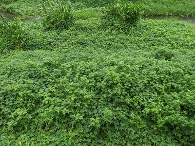 Humulus scandens, photographed by 潘立傑 LICHIEH_PAN