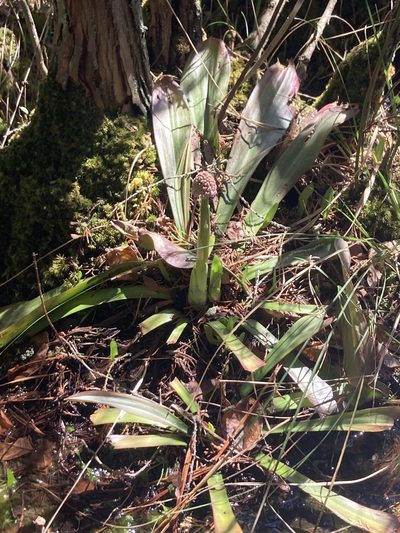 Helonias bullata, photographed by er-birds