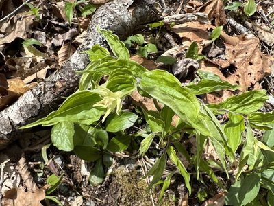 Prosartes lanuginosa, photographed by ladyjanaye